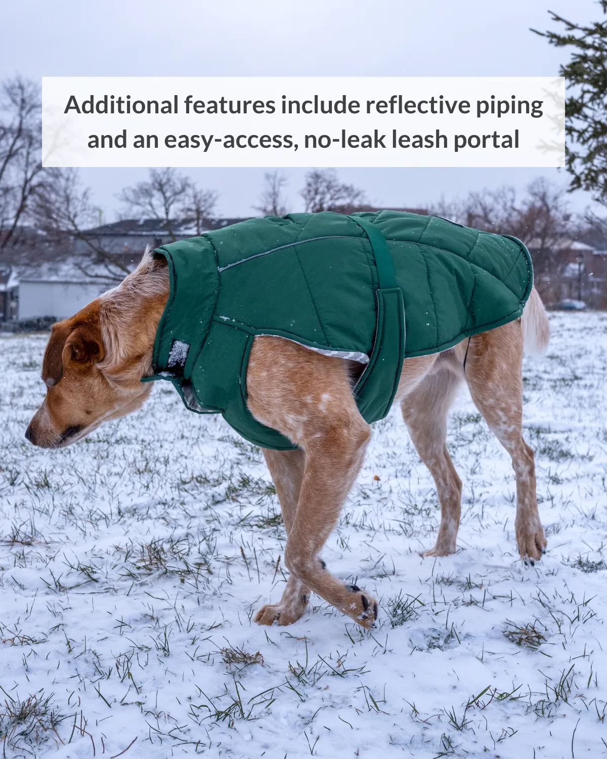 Whistler Winter Dog Coat - Lafayette Green