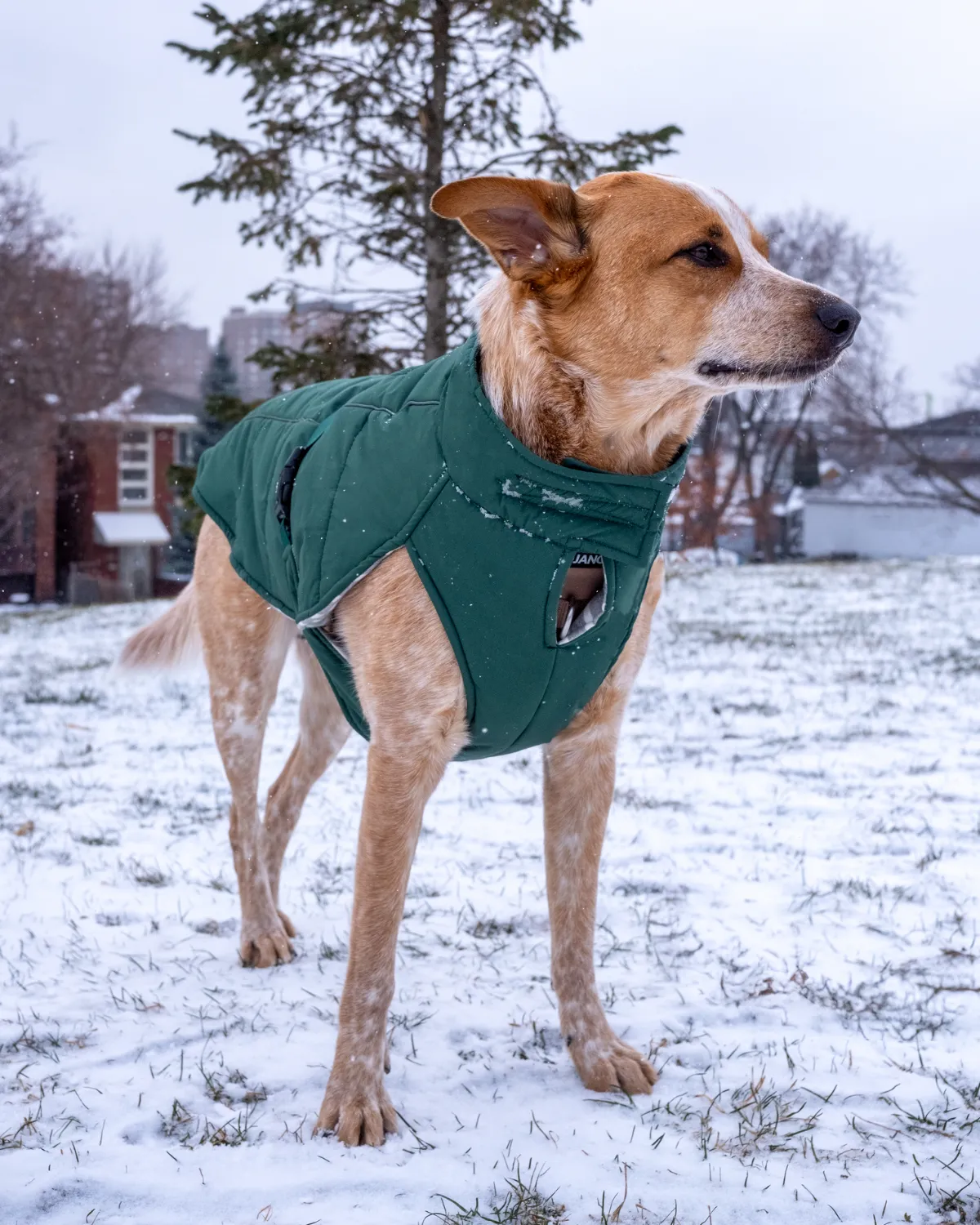 Whistler Winter Dog Coat - Lafayette Green